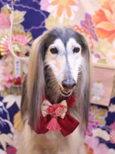 20240127シリウスくん